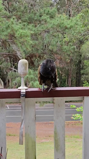Meet Choo Choo the Pheasant Coucal - A Wildlife Legend!