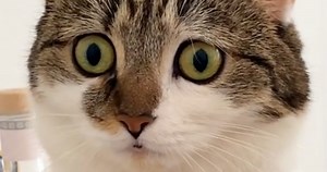 Woman Gets Cat To Help With Anxiety: The Only Problem Is Her Cat Is Even More Anxious Than Her