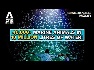 A Deep-Dive Tour Of One Of The World’s Largest Aquariums | Singapore Hour