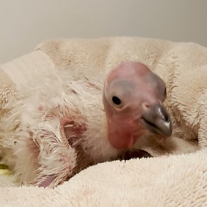 14K views · 1.2K reactions | Growing up condor. | San Diego Zoo Safari Park | Facebook