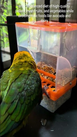 Things to know about a Sunconure parrot #caretips #goldie #sunconure #parrot