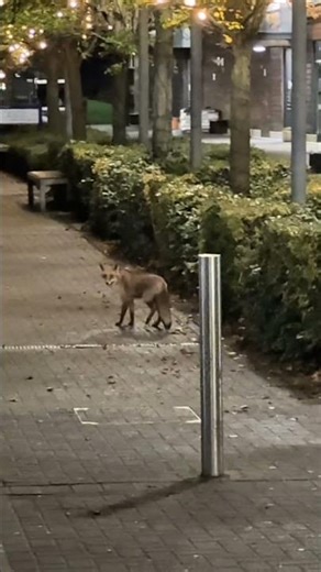 #cat #cinema #funny #animation #memes #cinematicdark #freefire #cutebaby