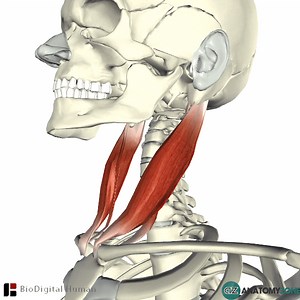 Sternocleidomastoid Muscle - AnatomyZone