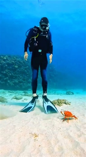 “Scuba Diver vs Angry Crab 🦀🔥