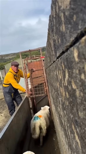 4.5K views · 11 reactions | He built something amazing on his FARM #curious #amazing #interesting | Mystery Facts | Facebook