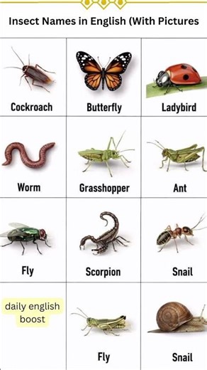 common insects name with pictures #dailyenglish #englishlanguage #ielts #englishlearning #english