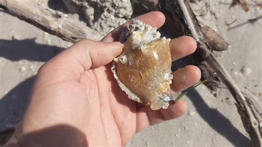 How a Super Low Tide Revealed Thousands of Seashells at Honeymoon Island