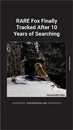 FIRST EVER: Sierra Nevada Red Fox GPS-Collared in Southern Sierra | Rare Wildlife Conservation