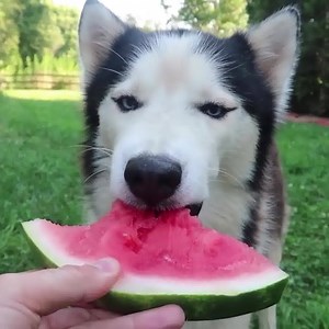 1.4M views · 1.8K reactions | My Dogs Try Fruits And Vegetables | Taras Kul | Facebook