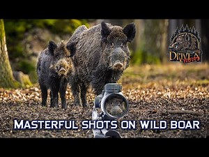 Masterful shots on wild boar on driven hunt - driven wild boar in Bulgaria2