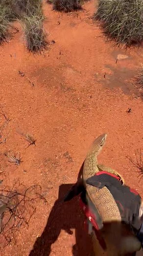 Releasing a Sand Goanna (Varanus gouldii flavirufus) Pilbara region, Western Australia. | Mick Fullerton Wildlife