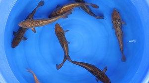 Check out the scalation on these 🤩 We love how every one is different and unique, no two are the same. A great addition in particular to a pond with a window! These Doitsu/Aragoke Chagoi & Karashigoi were bred on the farm last summer and are priced at just £135 each. Available to purchase individually on our website: https://cuttlebrookkoifarm.co.uk/a/search/koi-for-sale-135?filter_koi_type=Chagoi / Karashigoi | Cuttlebrook Koi Farm