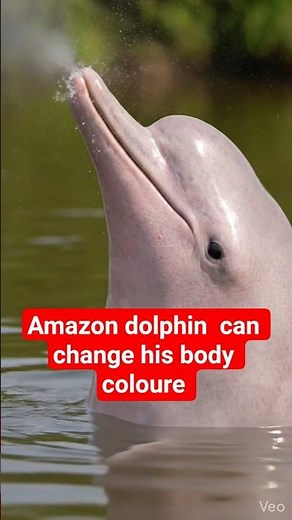 Amazon River Dolphin Attack? The Pink Dolphin of the Amazon Jungle Explained