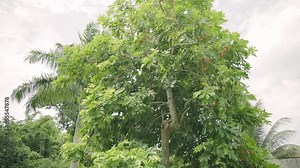 Nice shot of huge ackee tree in backyard laden with ackee fruit natural and organic