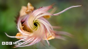 Taller plants moving into warmer Arctic