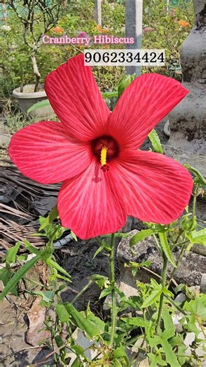 Cranberry Hibiscus Flower Plant | Hibiscus Acetosella Plant | Rare Variety