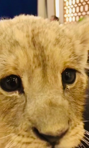 Baby Lion Cub's Adorable Attempt to Roar