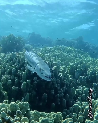 5.3K views · 75 reactions | Barracuda Barracudas are sleek, predatory fish found in tropical and subtropical oceans. Known for their elongated bodies and sharp, fang-like teeth, they are built for speed and agility. Barracudas primarily feed on smaller fish and can be seen patrolling reefs or lurking in open waters. Despite their fearsome appearance, attacks on humans are rare.   @chantaldiving | World Ocean Day | Facebook