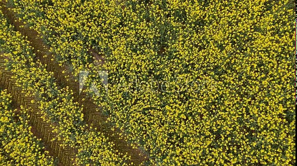 Bright yellow flowers of an Oil Seed, Lindseed Oil crop. British countryside and food production. Spring.