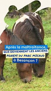 74K views · 1.2K reactions | Après les maltraitances, l'avenir des anciens poneys du parc Micaud à Besançon se profile beaucoup plus radieux  | France 3 Franche-Comté | Facebook