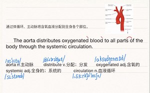 【医学英语】每天3分钟_Aorta