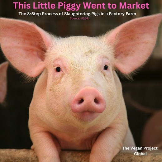 9.7K views · 324 reactions | A pig's journey from arrival at the slaughterhouse for processing, highlighting each stage of the slaughter process. | The Vegan Project | Facebook