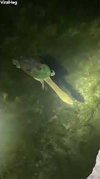 Long-Necked Turtle Seen Swimming At Night
