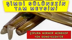 Sülünez Nedir // Nasil Çikarilir // #sülünez #sülünezyem #çipura #mırmır #seabream