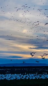 18K views · 373 reactions | Spectacular snow geese migration in Skagit Valley, WA #snowgeese #snowgeesemigration #skagit #skagitvalley #pnwbirds #pnw #wildlife #wildlifephotography | Pinaykano Pinaykano | Facebook
