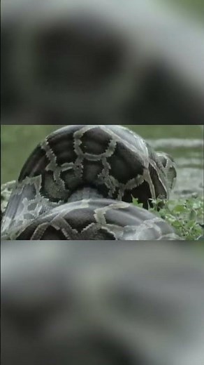 Python's Deadly Squeeze Watch This Alligator's Final Moments! #python #snake #florida