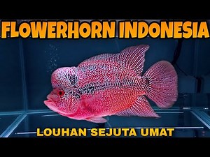 LOUHAN CENCU INDONESIA FLOWERHORN FISH