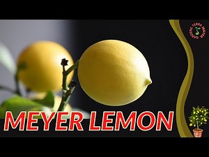 MEYER LEMON TREE Information and Growing Tips! (Citrus × meyeri)