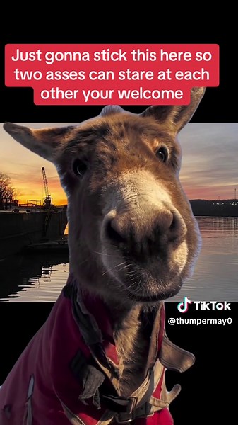 Meme Cut: Playful Visual Humor with Staring GIFs