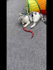 Meet the Sensing Snake Toy — a smart, slithering friend that moves, senses, and reacts just like a real snake! With motion detection and lifelike movement, it’s pure excitement for kids and endless fun for the whole family. 👉 Watch it twist, turn, and chase after your every move! | Pets Joy Box