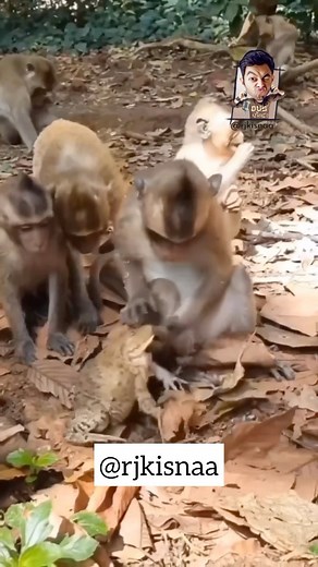 30M views · 2.3K reactions | DADOO Hee Kah De! Likh Do saare WOW. DUB केंद्र! . . . . . . . . . . . . #reelitfeelit #reelsinstagram #réel #wow #trending #reelitfeelit #frog #monkey #rjkisnaa #girdhari #behenkonaman | Kisna | Facebook