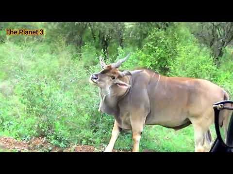 The Giant Eland Antelope | Nairobi National Park - Sony CX-405