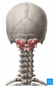 Suboccipital muscles