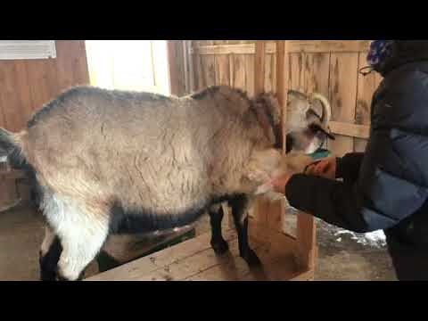 Combing a Cashmere Goat (part 1)