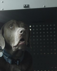 1.8K reactions · 392 shares | The only dog crate you will ever need, guaranteed. | Impact Dog Crates | Facebook