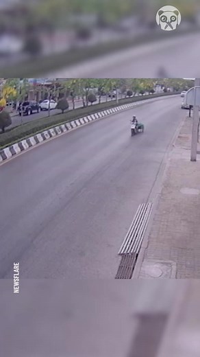 4.8K views | Woman stops the traffic to rescue her dog | Lady Panda | Facebook