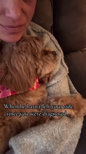 Heartwarming Bond: Cavapoo Comforts During Diagnosis