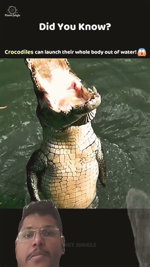 #cocodile #swimming #body #water #viral #animals #music #funny #trending #fishing#wildliferescue#fyp