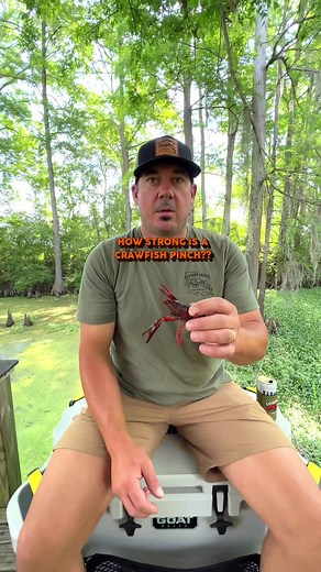 🤔Did you know crawfish had two different sized claws? #crawfish #Louisiana #seafood #Cajun #crawfishboil #animalfacts #crawfishfarming | Louisiana Crawfish Company