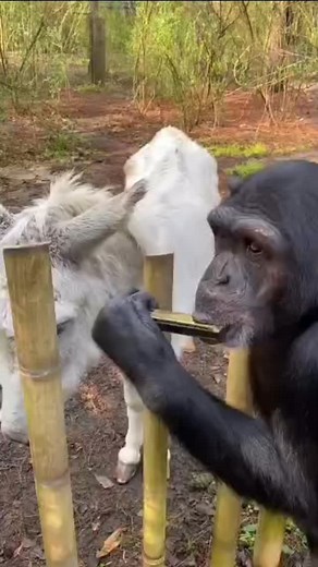 Sokwe yupo studio anampigia kinanda punda . #donkey #tawiri #baboon #chimpazees #animallover #tanzaniasafari #wildlife #animals | 𝐖𝐈𝐋𝐃𝐋𝐈𝐅𝐄 𝐒𝐓𝐎𝐑𝐘