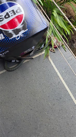 Tree Snake Attempts to Catch Large Green Tree Frog