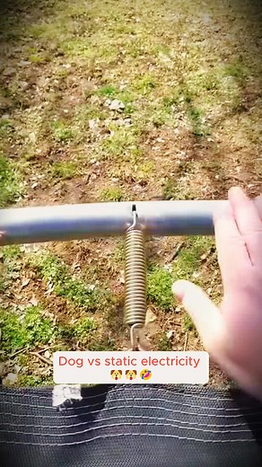 Dog vs static electricity #dogs #funnyvideos #pets #funny #cutedog #foryou | Paws & Hearts