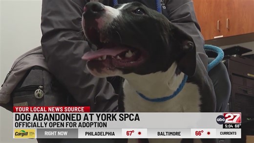 Dog abandoned at York County SPCA now up for adoption