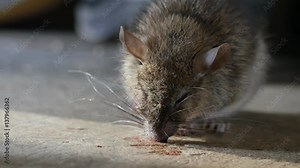 Rat being dying after eating Rat poison. It cough up blood.