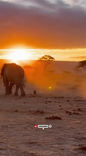 When Two Giants Say “That’s Enough” 😂 #wildlifeentertainment #animals #elephant #animalworld