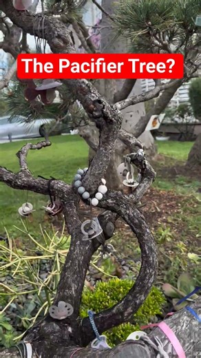 The Pacifier Tree Tradition Explained